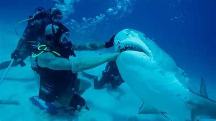 Jimi Partington Accident And Shark Attack Is Explored On Discovery Shark Week: Did The Diving Expert Get A Stroke?