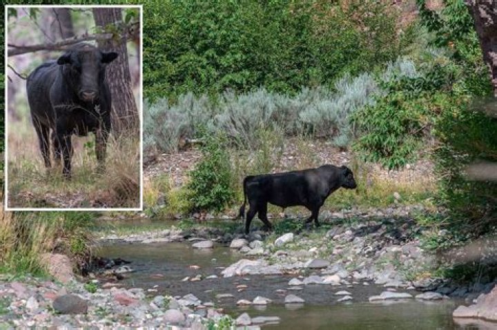 
Shooters to kill feral cows in New Mexico to help conserve wilderness 