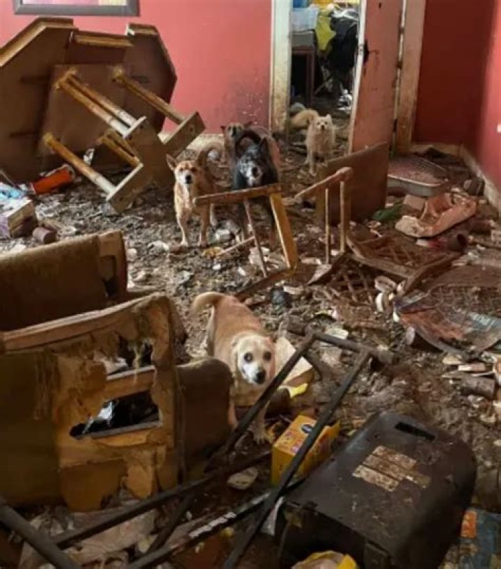 
Tennessee police discover 76 dogs living in abandoned home: report 