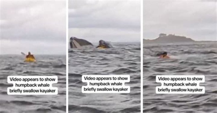 
What Happened To Hendri Coetzee? Kayaker Eaten By Crocodile Video Details Explained 